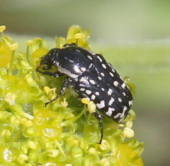 Oxythyrea
