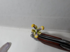 Passiflora seemannii