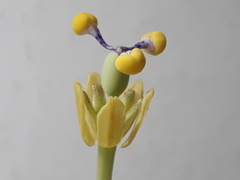 Passiflora seemannii