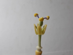 Passiflora seemannii