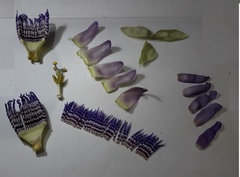 Passiflora seemannii