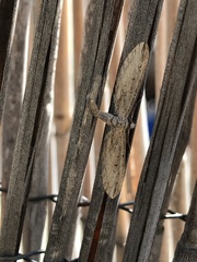 Eupithecia acutipennis