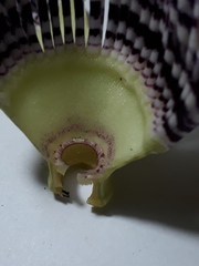 Passiflora seemannii