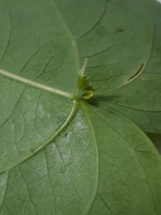 Passiflora seemannii