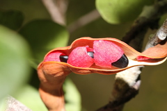 Pithecellobium keyense