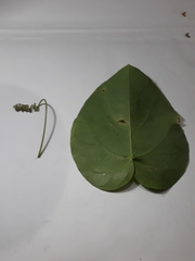 Passiflora seemannii