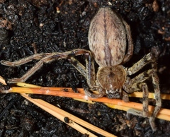 Eusparassus levantinus