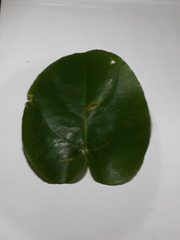 Passiflora seemannii