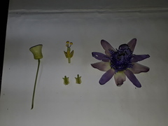 Passiflora seemannii