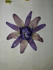 Passiflora seemannii