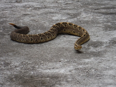 Crotalus culminatus