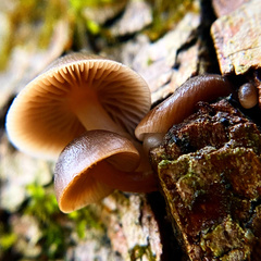 Mycena alcalina