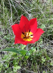 Tulipa suaveolens
