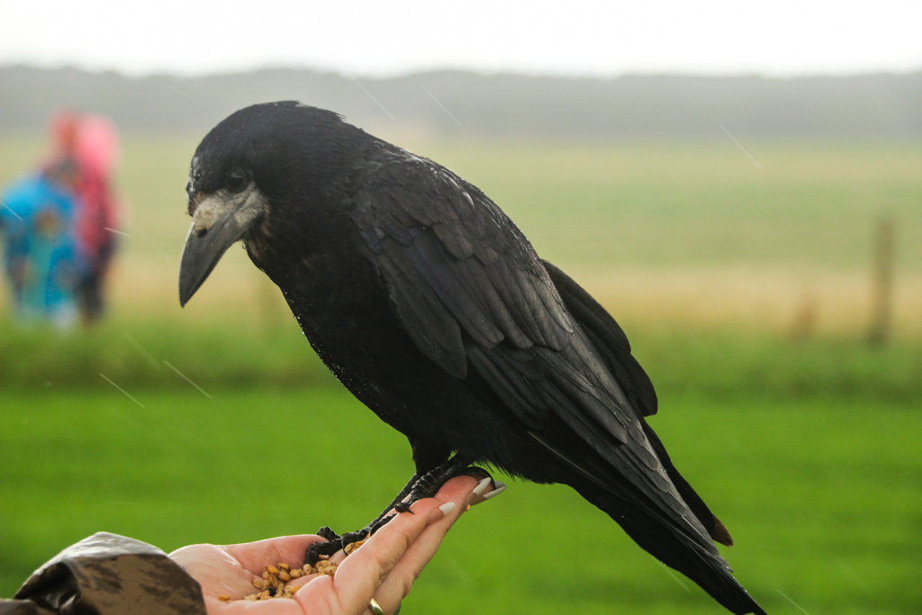 Grajo (Corvus frugilegus) · iNaturalist Grajo (Corvus frugilegus) · iNaturalist