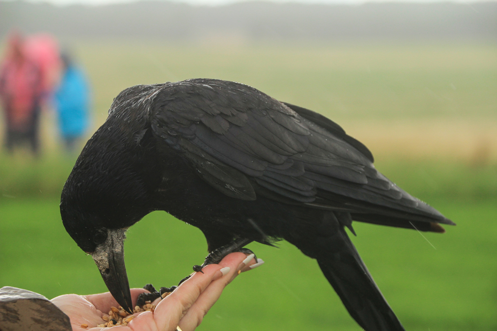 Corbeau freux