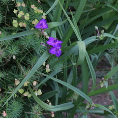Tradescantia × andersoniana