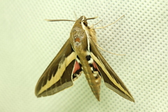 Hyles euphorbiarum