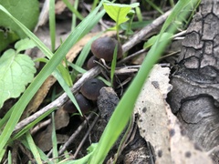 Psathyrella