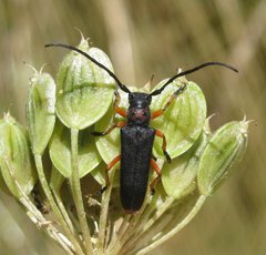 Phytoecia affinis