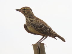 Galerida magnirostris magnirostris