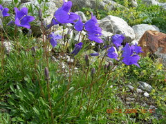 Campanula saxifraga