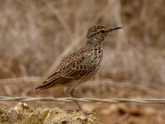 Certhilauda curvirostris brevirostris