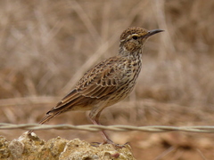 Certhilauda curvirostris brevirostris