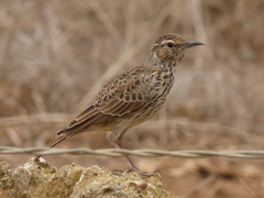 Certhilauda curvirostris brevirostris