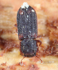 Paha laticollis