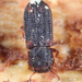 Paha laticollis - Photo (c) Kimberly R Fleming, some rights reserved (CC BY-NC), uploaded by Kimberly R Fleming