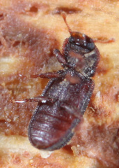 Paha laticollis
