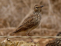 Certhilauda curvirostris brevirostris