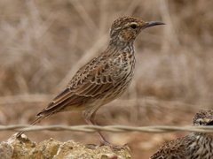 Certhilauda curvirostris brevirostris