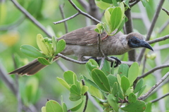 Little Friarbird photo 5