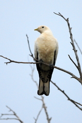 Torresian Imperial-Pigeon photo 2