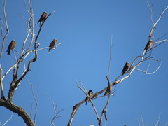 Leucosticte tephrocotis tephrocotis