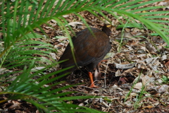 Megapodius reinwardt