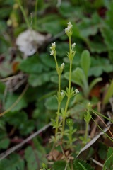Galium parisiense