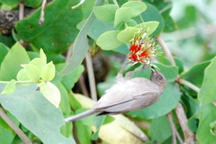 Myzomela obscura