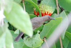 Myzomela obscura