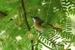 Conopophila albogularis
