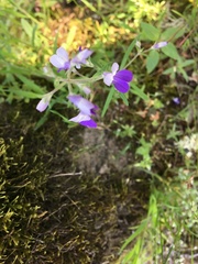 Collinsia linearis