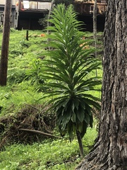 Echium pininana