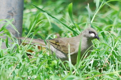 Stomiopera unicolor
