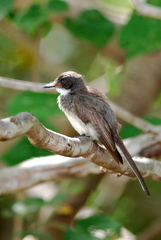 Rhipidura rufiventris