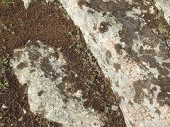 Alyssum serpyllifolium