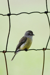 Microeca flavigaster