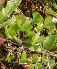 Trifolium subterraneum
