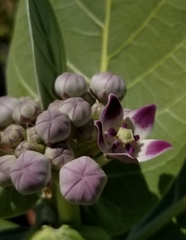 Calotropis procera