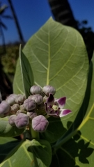 Calotropis procera